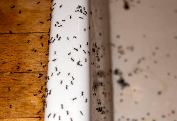 Best Commercial Pest Control Services  in Dearborn Heights, MI