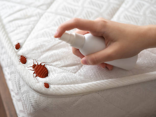 Best Termite Control Services  in Dearborn Heights, MI